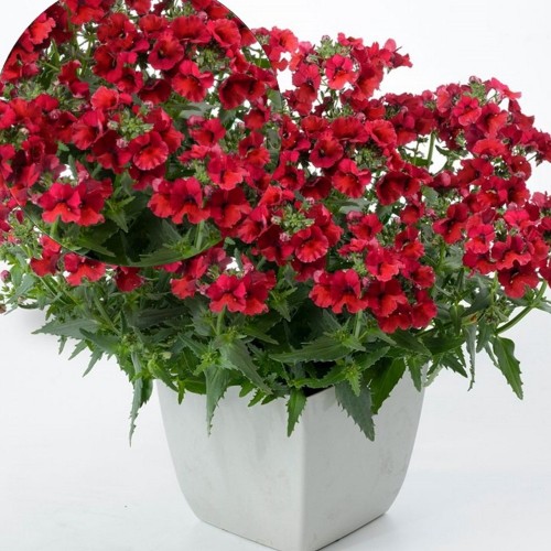 Nemesia 'Lyric® Deep Red' - Nemeesia 'Lyric® Deep Red'